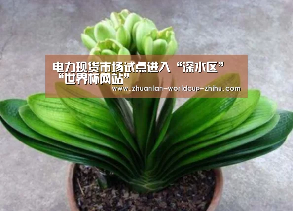 电力现货市场试点进入“深水区”“世界杯网站”(图2) 世界杯网站