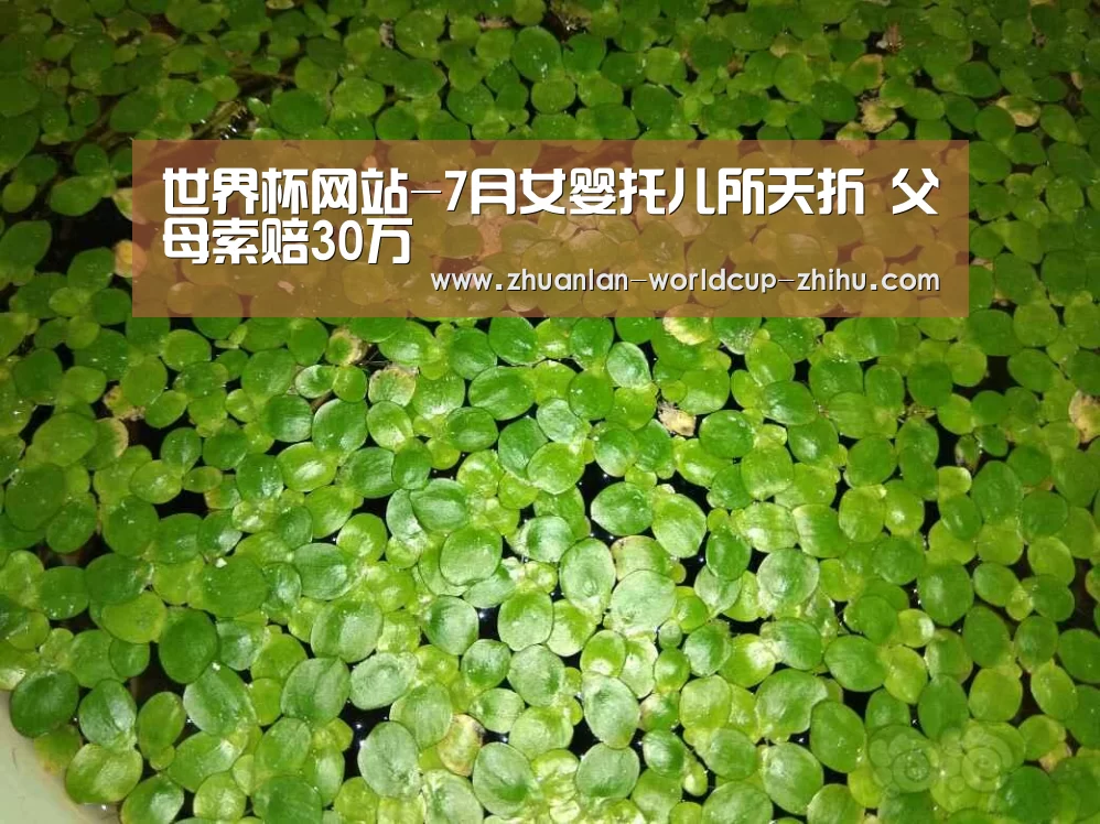 世界杯网站